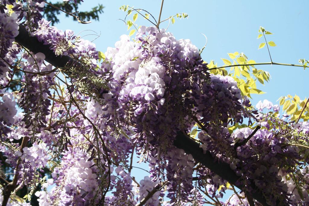 Antico Glicine B&B Maslianico Εξωτερικό φωτογραφία