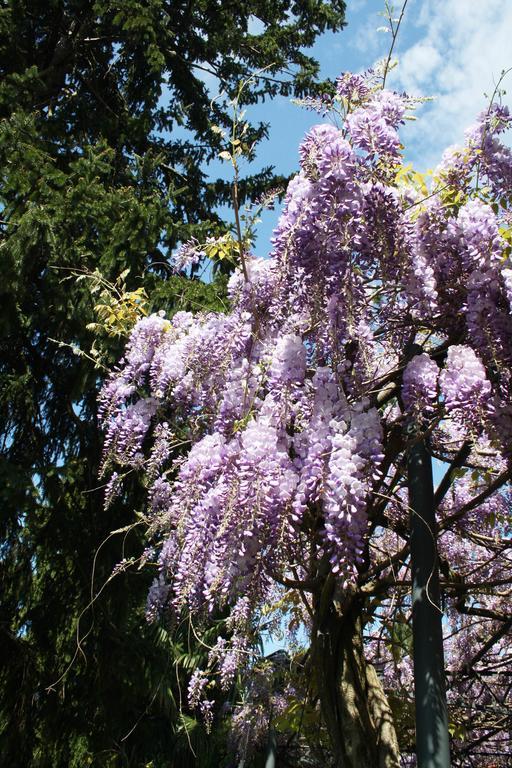 Antico Glicine B&B Maslianico Εξωτερικό φωτογραφία